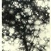 Monotype Tree, One of a Kind Fine Art Print