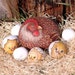 Rock Painting Tutorial - How to paint on rock a mother hen with her chicks
