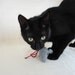 Decapitated Rat Head Catnip Toy