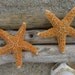 Starfish Hair Set of 2,Beach Weddings, Starfish Hair Clips, Mermaid Costume, Destination Wedding, Sea Life, Ocean Theme Hair Clips, Sea Star