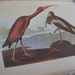 Vintage Audubon's BIRDS of America 1950 First Edition Second Printing Ornithological Illustrated Collectible Book
