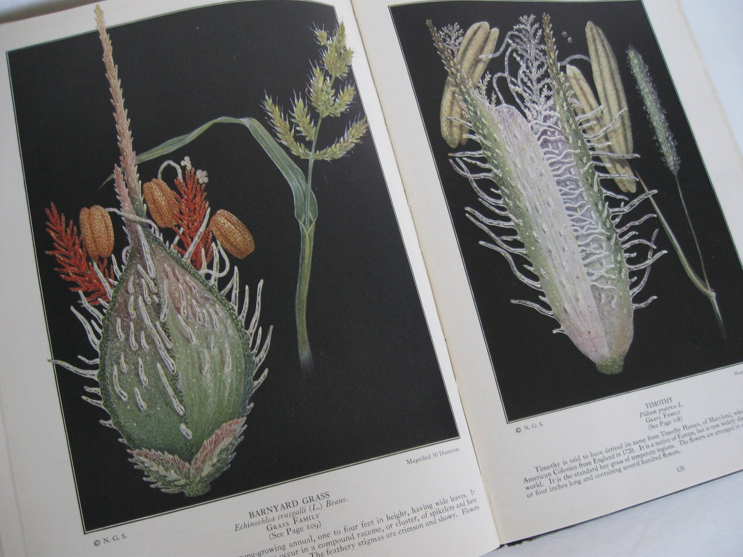 The Book of Wild Flowers by National Geographic 1924 HB RARE