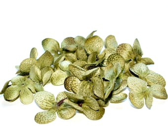 100 Hydrangea Blossoms in Olive Green - PRE-ORDER