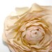1 Ivory Pink Ranunculus