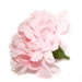 1 Cotton Candy Pink Carnation