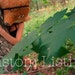 RESERVED Custom Listing for Kaithlyn