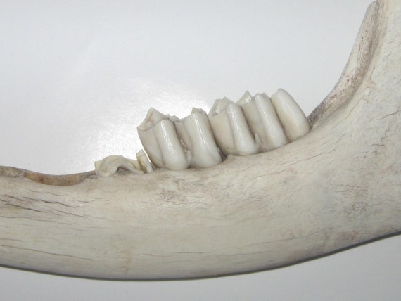 Whitetail Deer Jaw Bone With Teeth By Postcardsnmore On Etsy