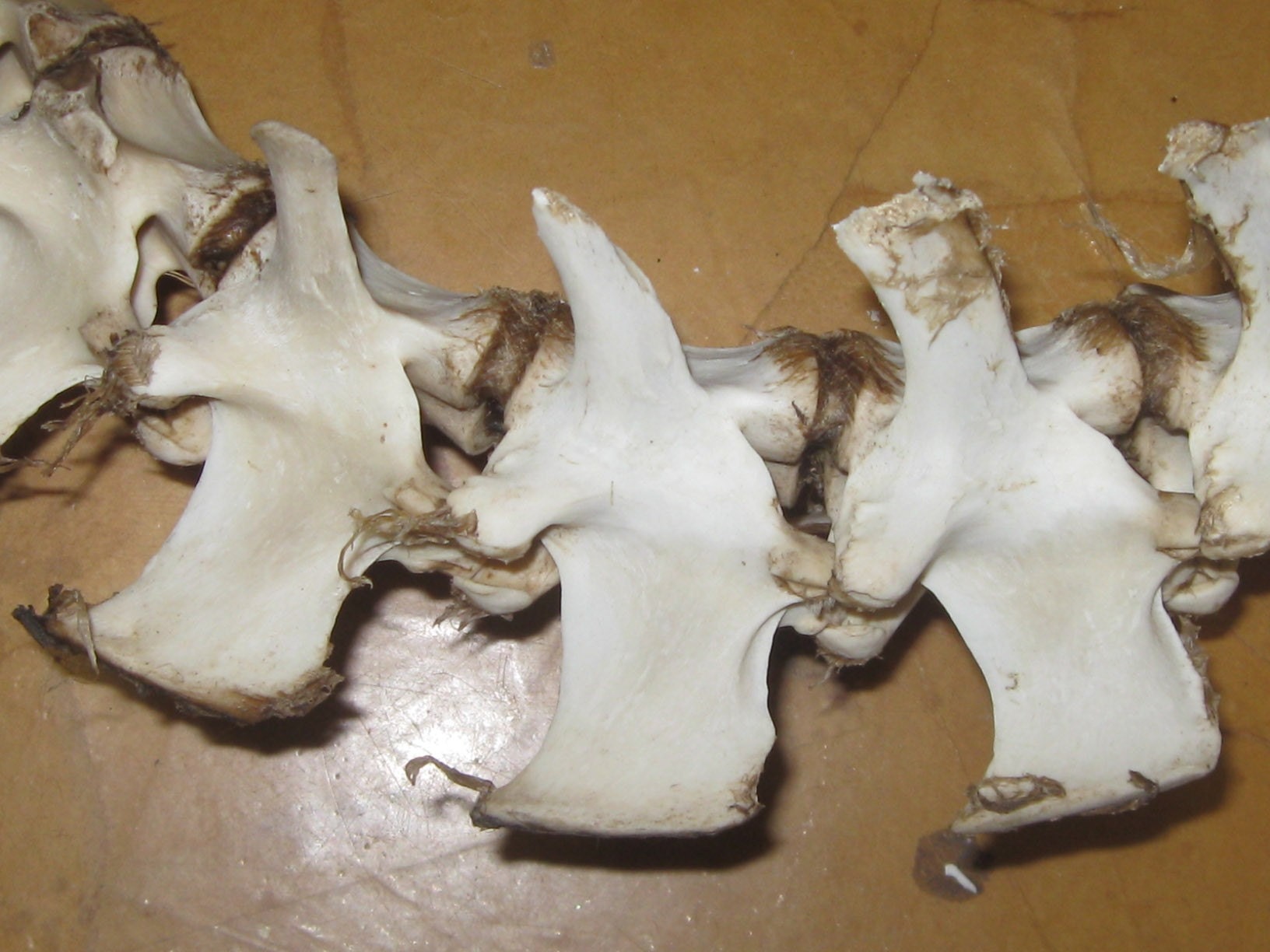 White Tail Deer Spine Bones