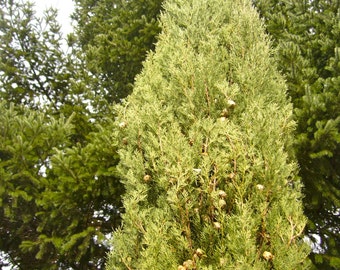 Italian Cypress Tree Seeds (Cupressus sempervirens)