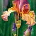 Fine Art Print, Watercolor Iris, 11x14 Matted