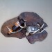 Mounted Antlers Whiskey Bottle Holder