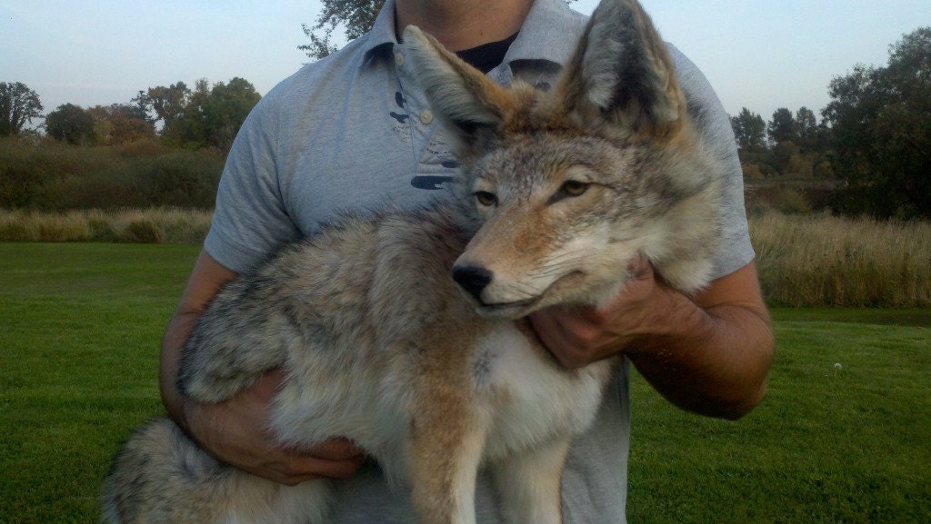 stuffed coyote