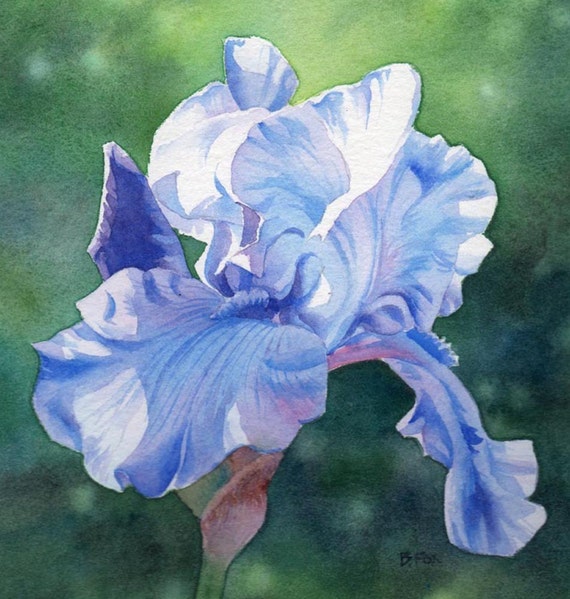 Items similar to PERIWINKLE BLUE IRIS floral watercolor by Barbara Fox ...