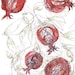 pomegranate red