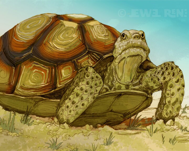 Items similar to Desert Tortoise Art Print - Reptile Art Print ...