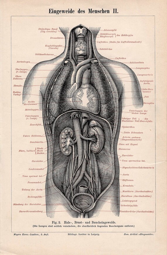 1894 human innards antique anatomy print original lithograph