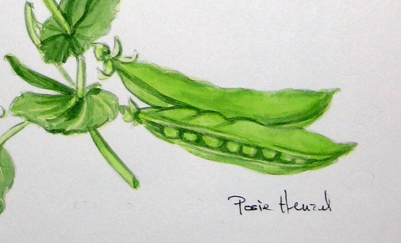 peas watercolor original botanical painting by antiqueprintstore