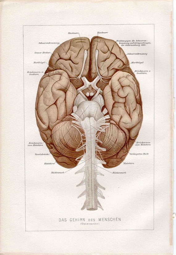 1887 brain anatomy original antique medical print lithograph