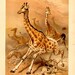giraffe 1894 antique print original lithograph