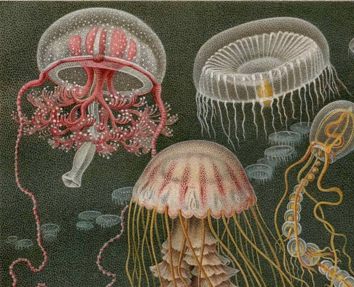 jellyfish scene medusa ocean original antique by antiqueprintstore