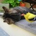 Mr. American Goldfinch, needlefelted bird art