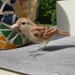 Mrs. House Sparrow, needle felted bird