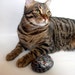 Custom Pets Portrait 3D Painting on Rocks - Made to Order, Painted Pet Memorial Rock Art