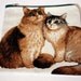 Cats Zipper Pouch and IPod Case