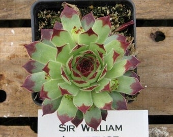 Sir William Lawrence Sempervivum, 3 inch Hens and Chicks Succulent Plant, Winter Hardy