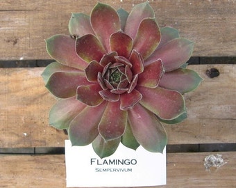 Flamingo Sempervivum Plant, Hens and Chicks, Extremely Cold Hardy Succulent