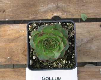 Gollum Sempervivum Plant, Hens and Chicks, Extremely Cold Hardy Succulent