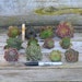 12 Succulent rosette cuttings, A Colorful Cold Hardy Collection