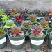 U-Choose, 3 pack Gaggle of Hens and Chick Plants, Cold Hardy, Sempervivum