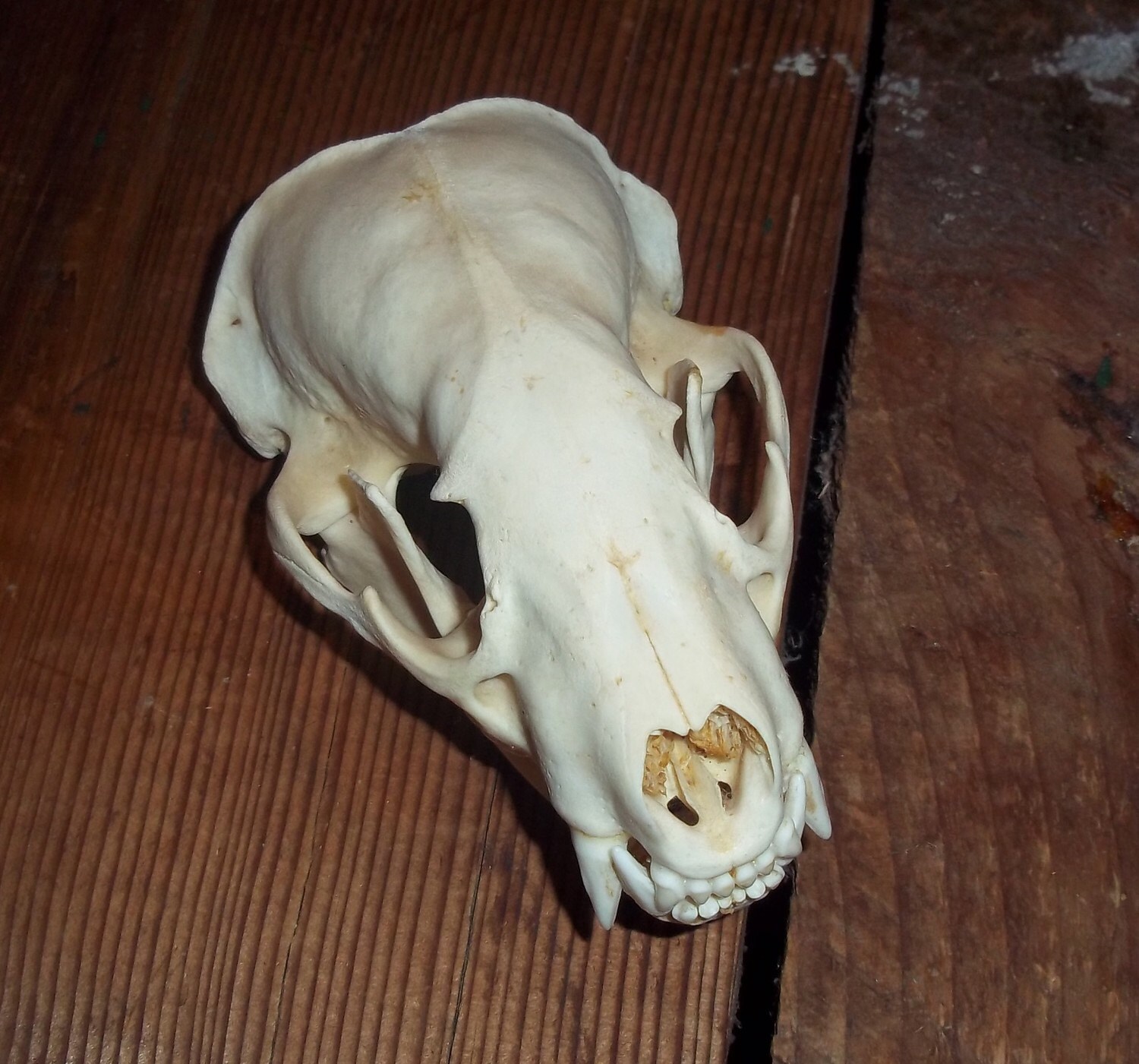 Real Badger Skull Omnivores Weasel Family Mustelidae