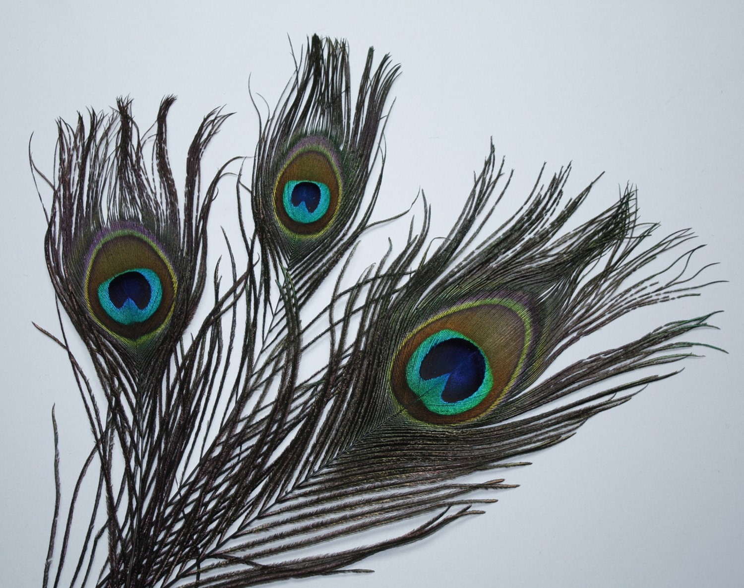 100 Peacock Feathers Bundle Value Pack