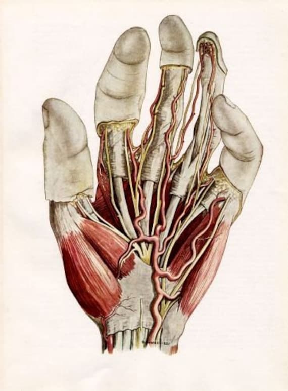 vintage hand anatomy illustration medical plate