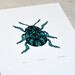 Beetle / Coleoptera 'specimen' - Limited edition two-colour screenprint with hand-coloured details
