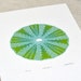Sea Urchin / Echinoida I 'specimen' (pale) - Limited edition three-colour screenprint with hand-coloured details