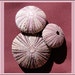 50 Sea URCHINS Purple and Green Shades. Dried. 1-2", Crafts, Re-Purpose for Baskets,Trees, Wreaths. SANIBEL Island, FL