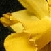 Dried Yellow Daffodil -- Damaged -- Half Off