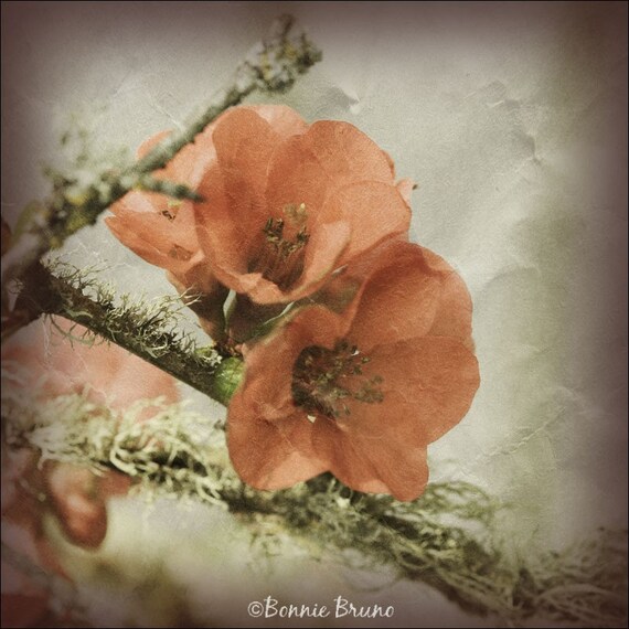 Items similar to Peachy Blossoms 10x10 Photo Art Print affordable