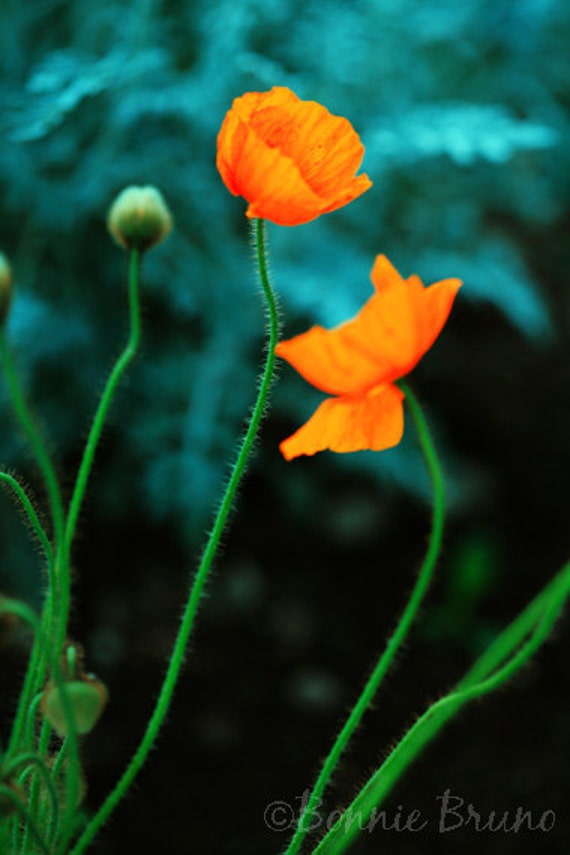 Items similar to Vibrant Orange Icelandic Poppies 8x10 Fine Art Photo Print - affordable home 