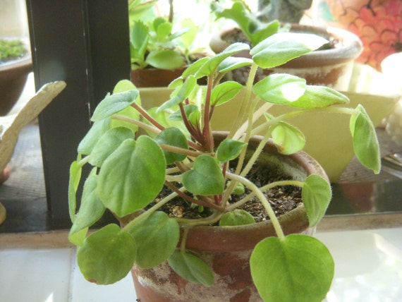 Trailing African Violet