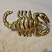 golden scorpion belt buckle