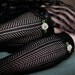Vintage Reproduction Garters in Black, Dove Gray and Pink