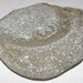 Extremely Rare "Grey" Sea Beach Glass Surf Tumbled San Juan Island, Wa - Specimen, Decor, Jewelry, Mosaics, Arts, Crafts