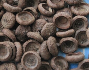 Large Acorn Caps Lot of 65