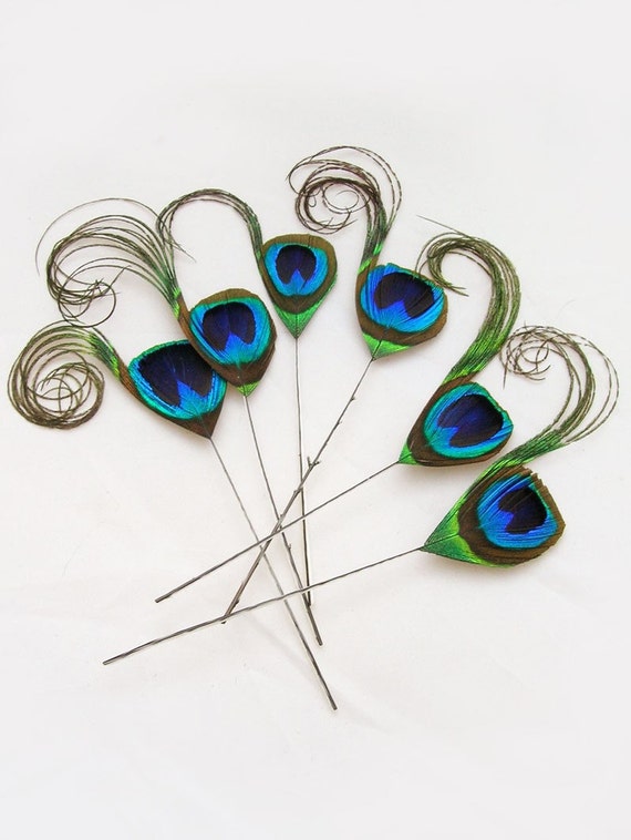 NATURAL blue green Peacock Feather Picks 2 package size