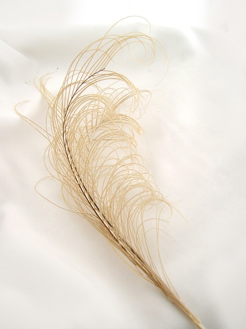 Sprig of IVORY peacock feather plume (1 PIECE) (5-8") for hats, fascinators, headdresses, headbands and floral arrangements