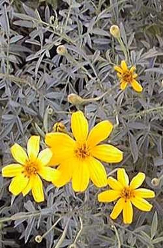 Mountain Marigold Seeds